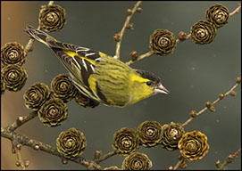 wild bird photography by jrbarlow bird photos bird photography bird images wildlife photos