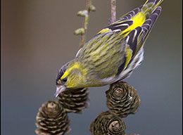 wild bird photography by jrbarlow bird photos bird photography bird images wildlife photos
